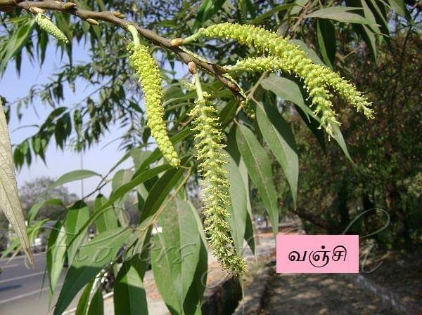 வஞ்சி மரம்