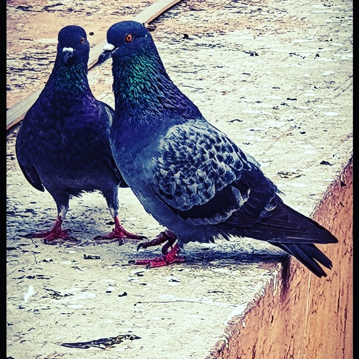 love birds