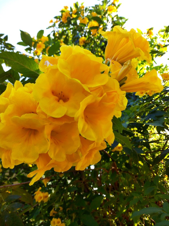 yellow flowers