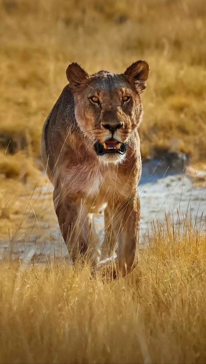 Tiger...