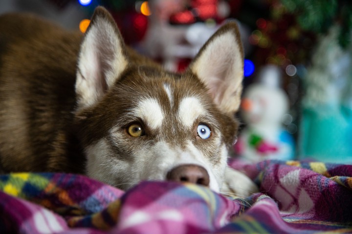 DOG