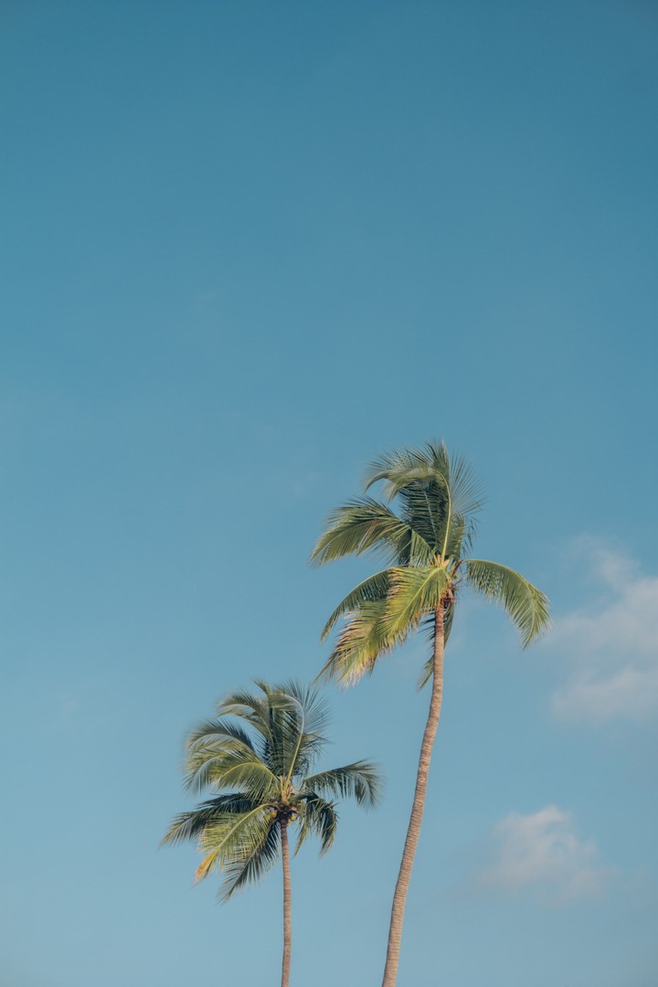trees