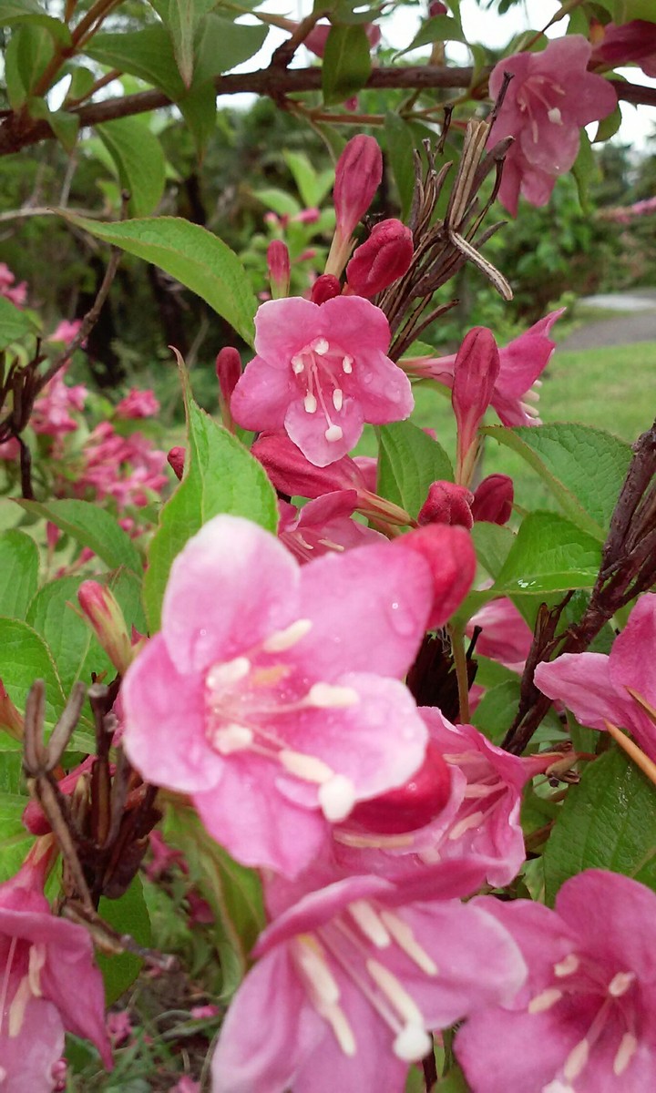 Pink flowers