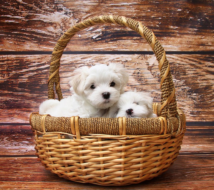 dogs