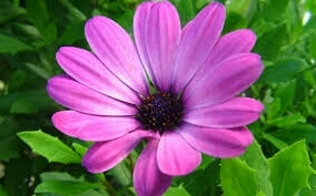 Flor mais bela do mundo