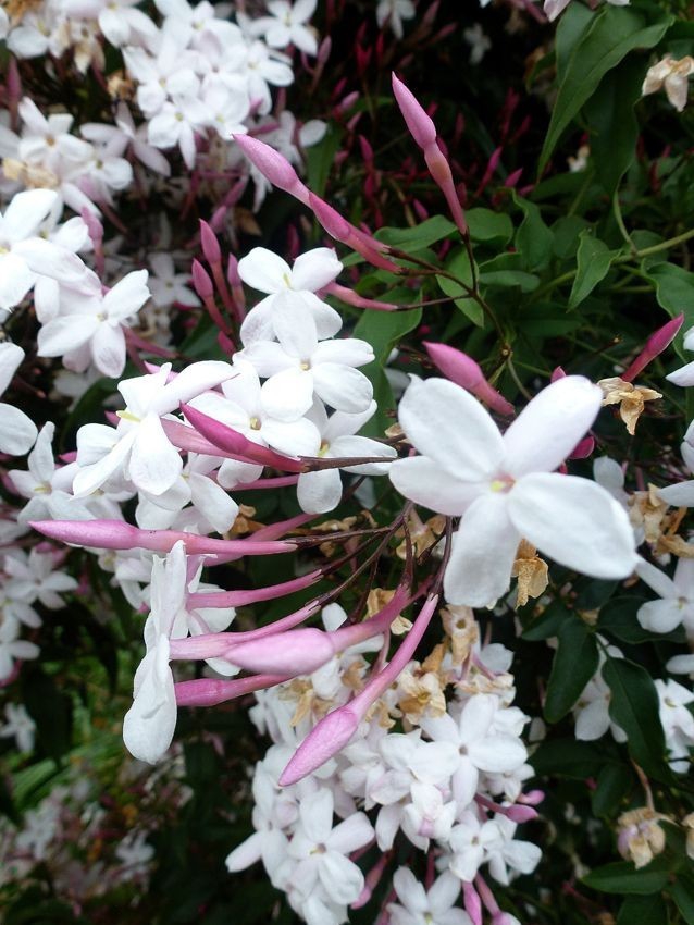 Y♥️Beautiful and fragrant jasmine flowers.
