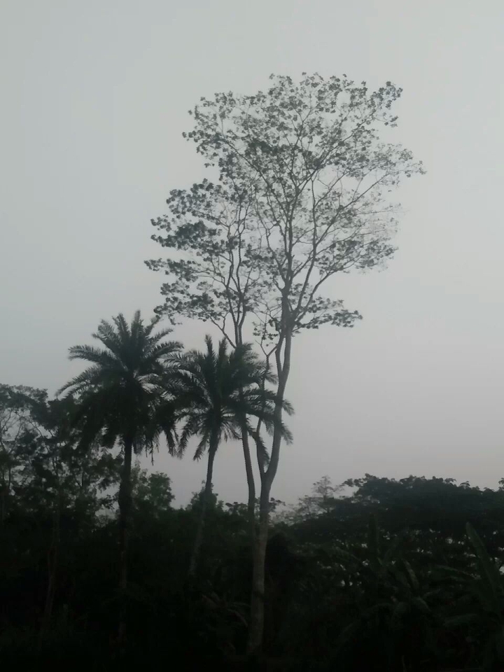 #Tree