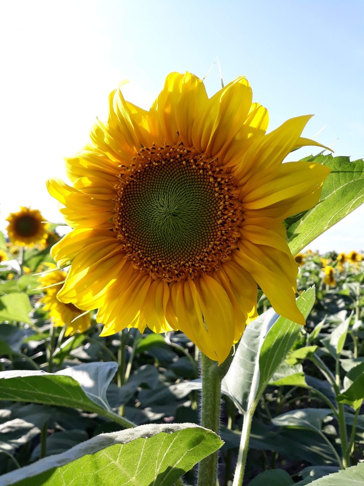 Sunflower