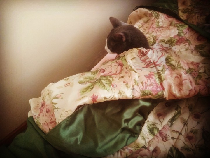 little cat