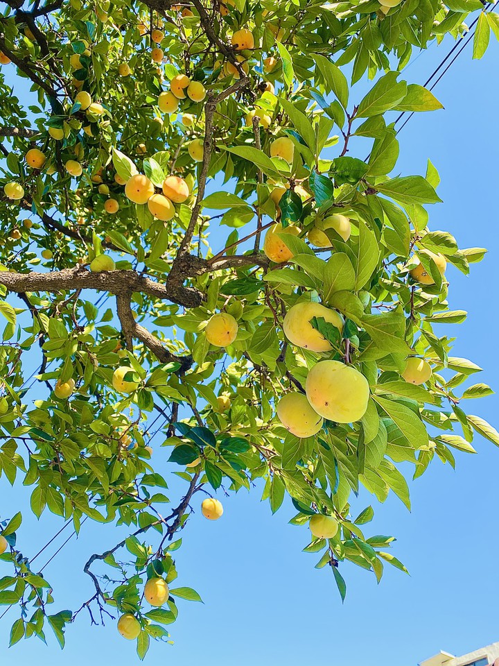 Crispy persimmons