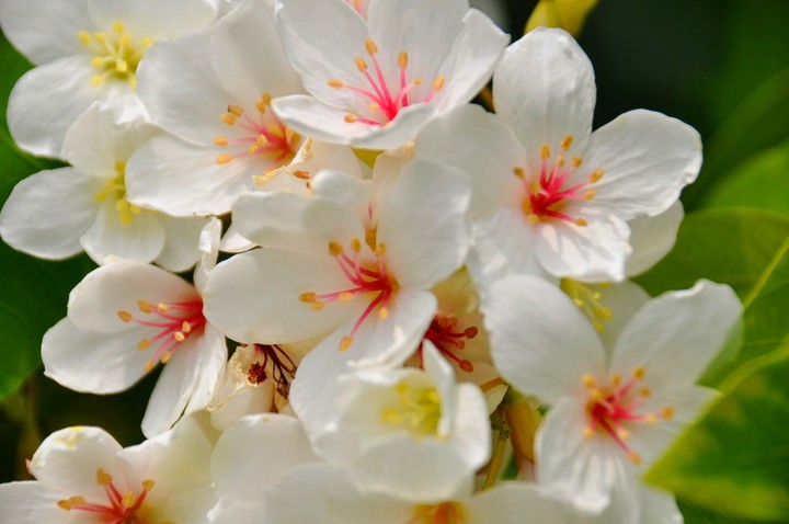 Tung tree flower