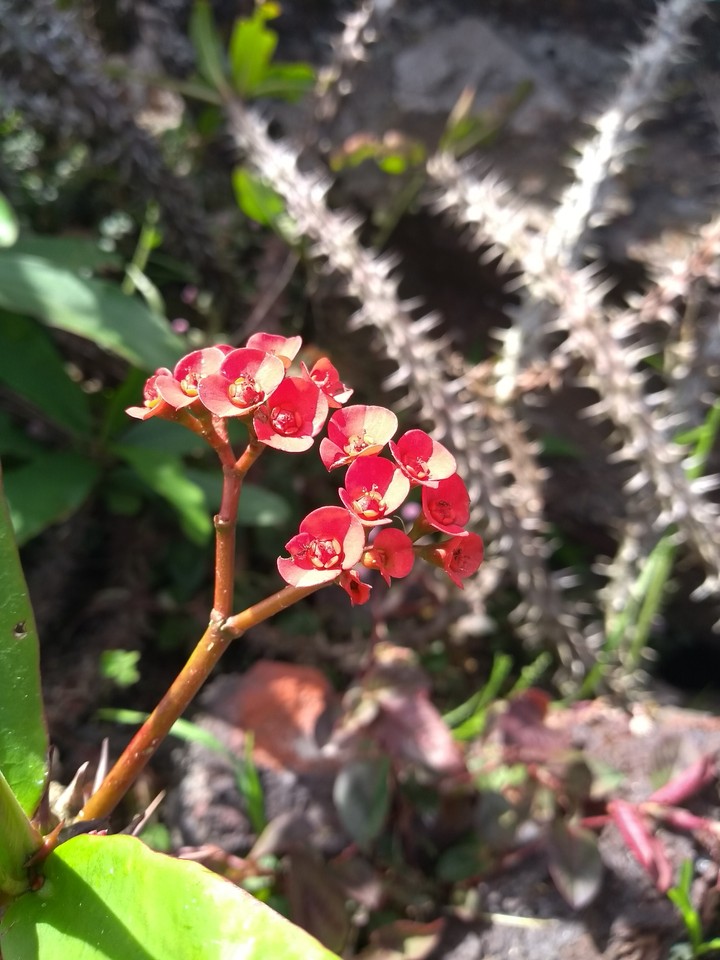 Delicate