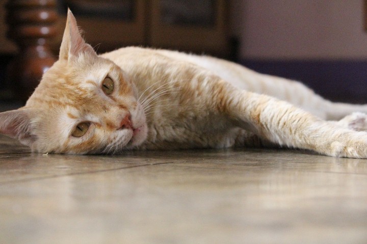 cat