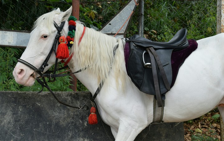 White Horse