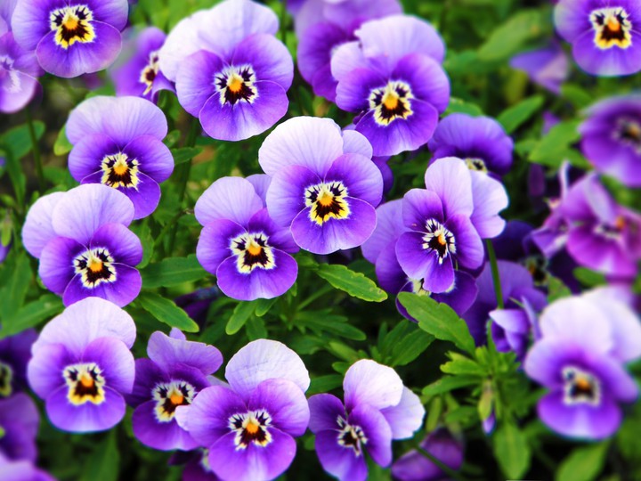 flower