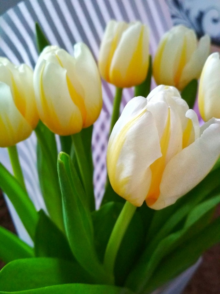 tulip