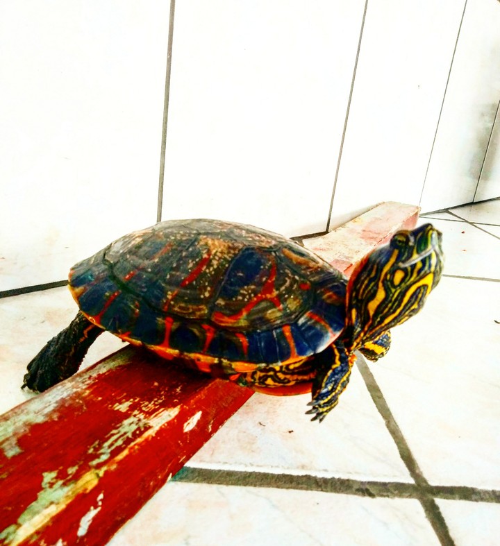 animal