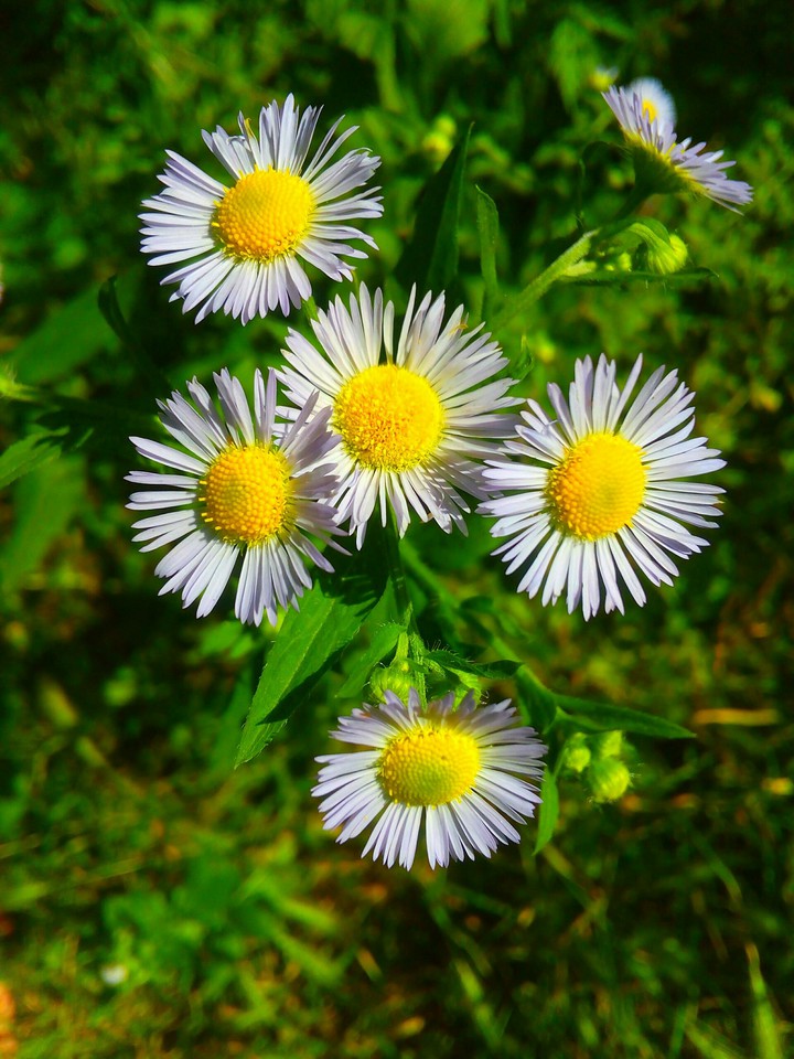 Daisies