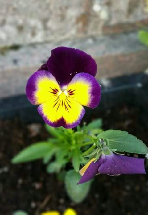 my garden