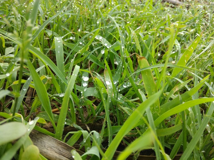 grass dew