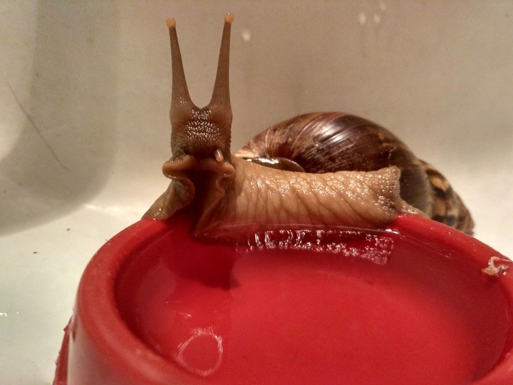 snail