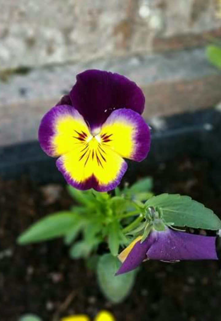 my garden