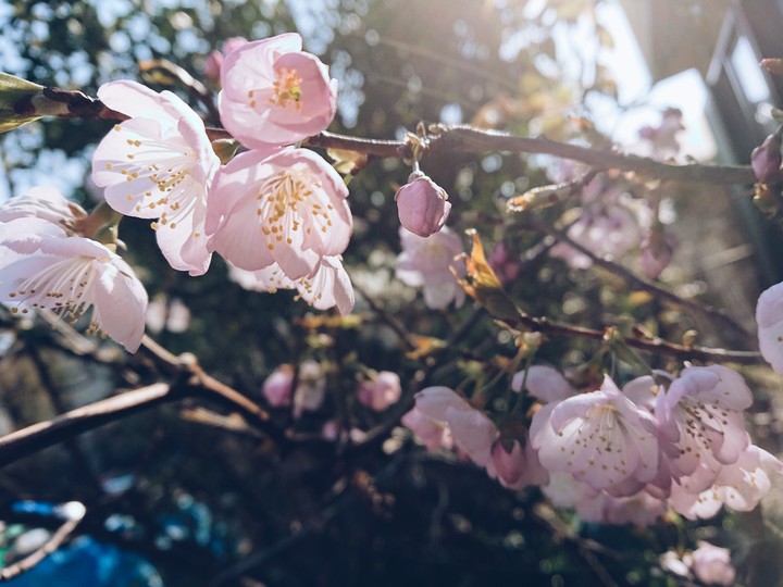 Sakura