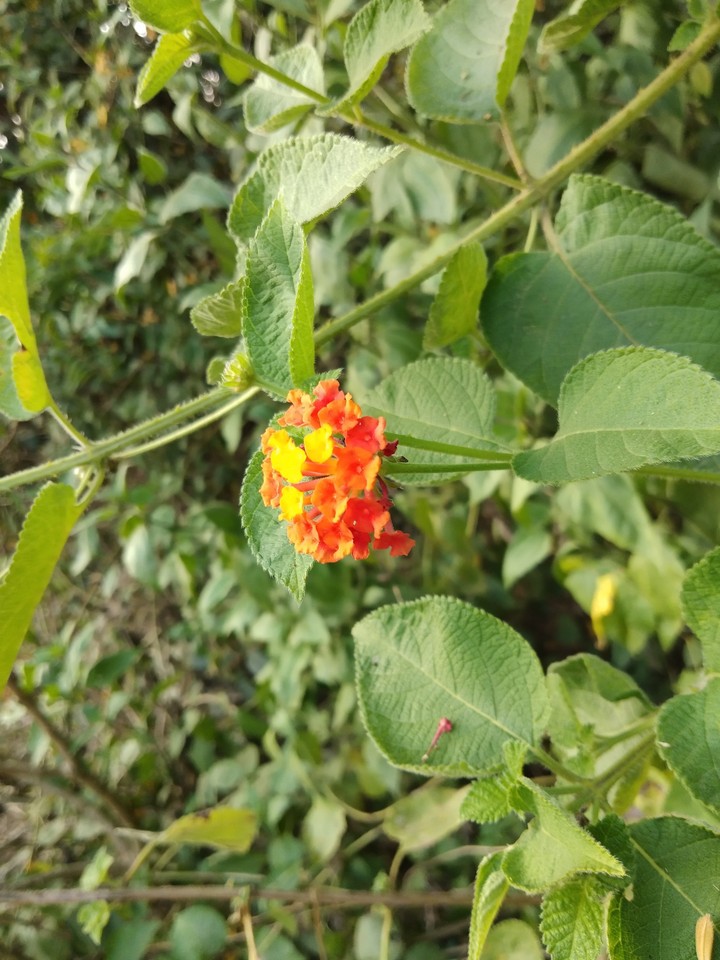 flower