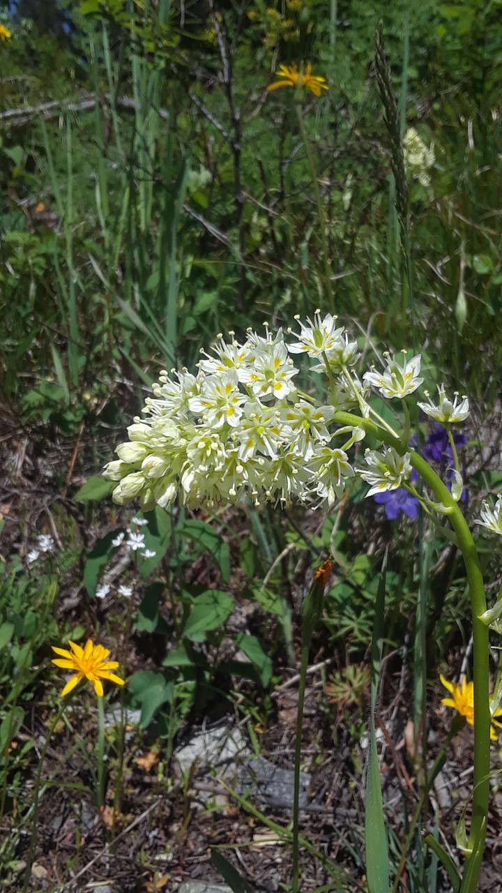 flowers up the crazy mountains
