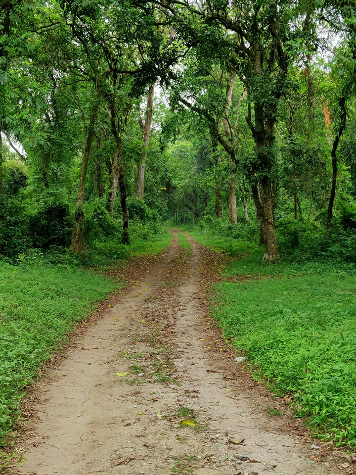 Let's Take a Walk