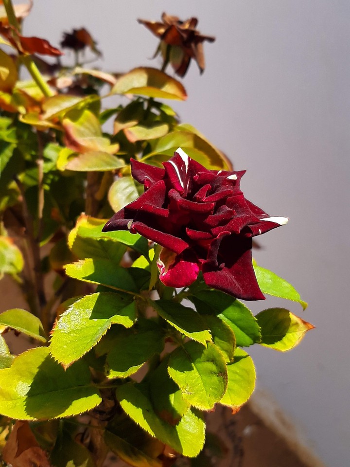 where flowers bloom so does hope