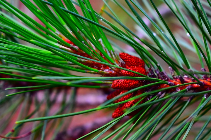 Pine branch
