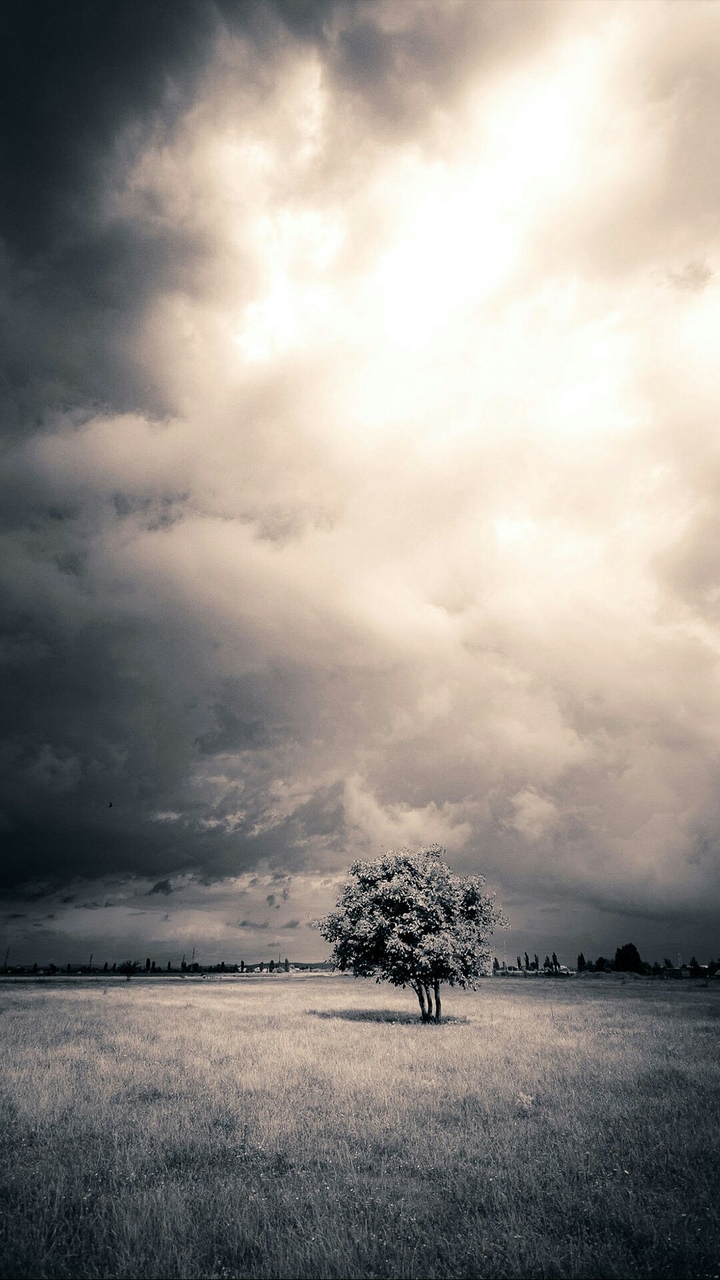 alone tree