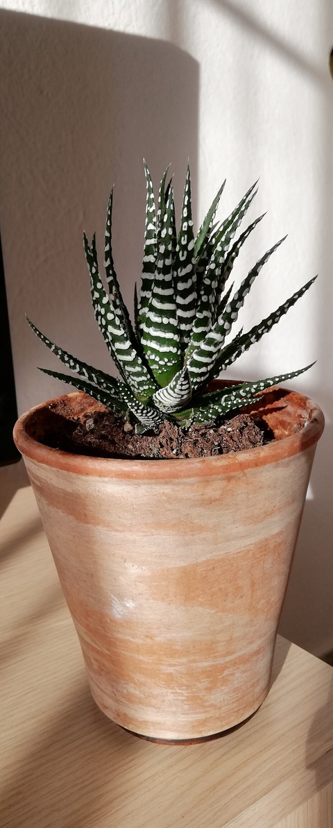 Little Plant