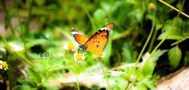 A butterfly