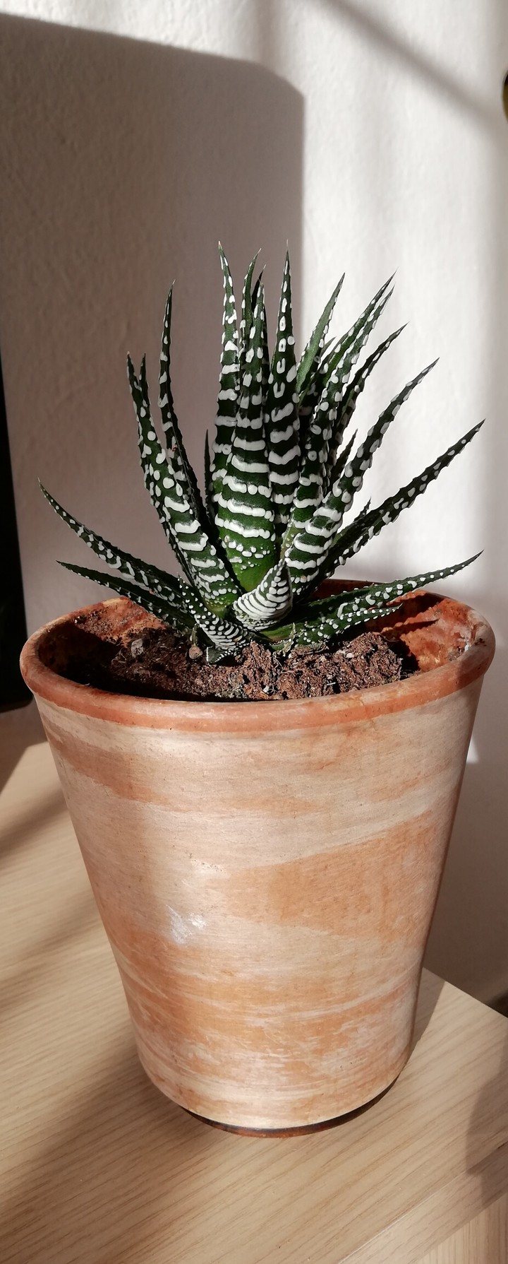 Little Plant