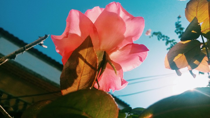 flor do meu quintal