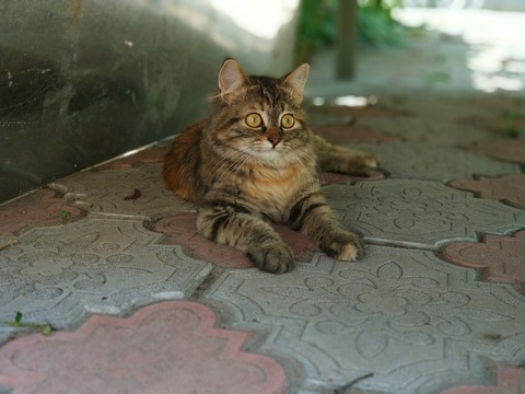 Kitty