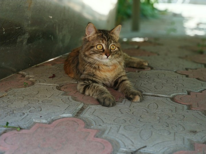 Kitty