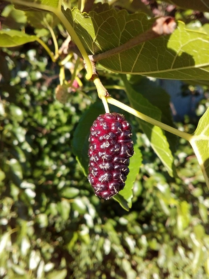 mulberry