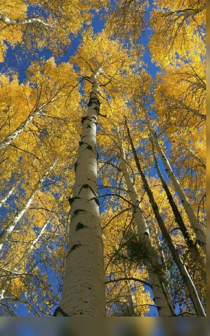 Flagstaff Aspens