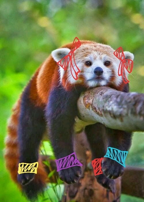 Rakoon