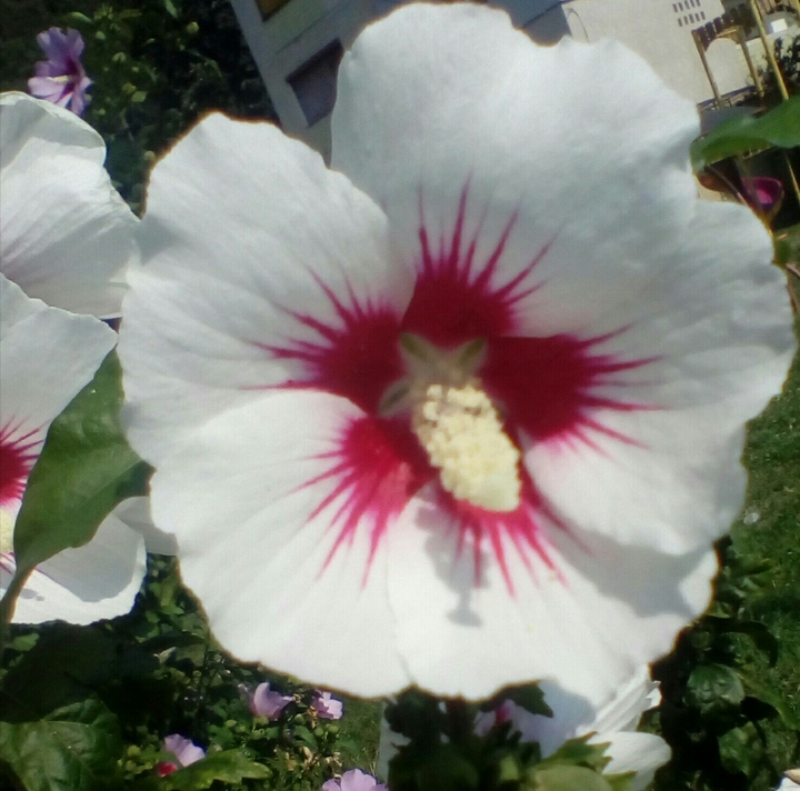 plant