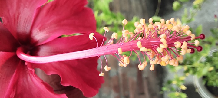 close-up