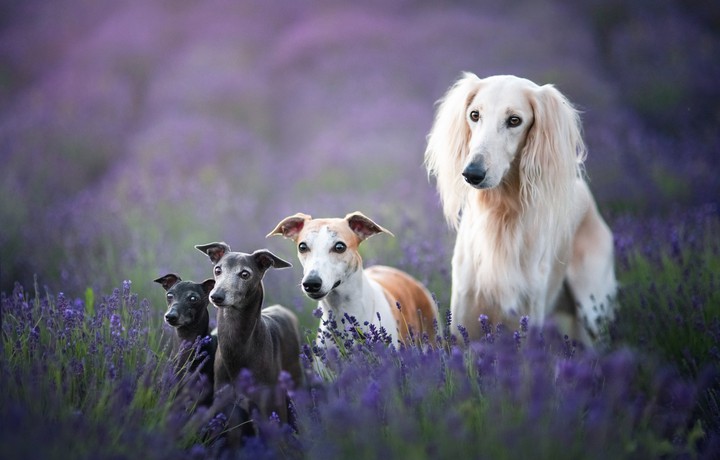 family dogs
