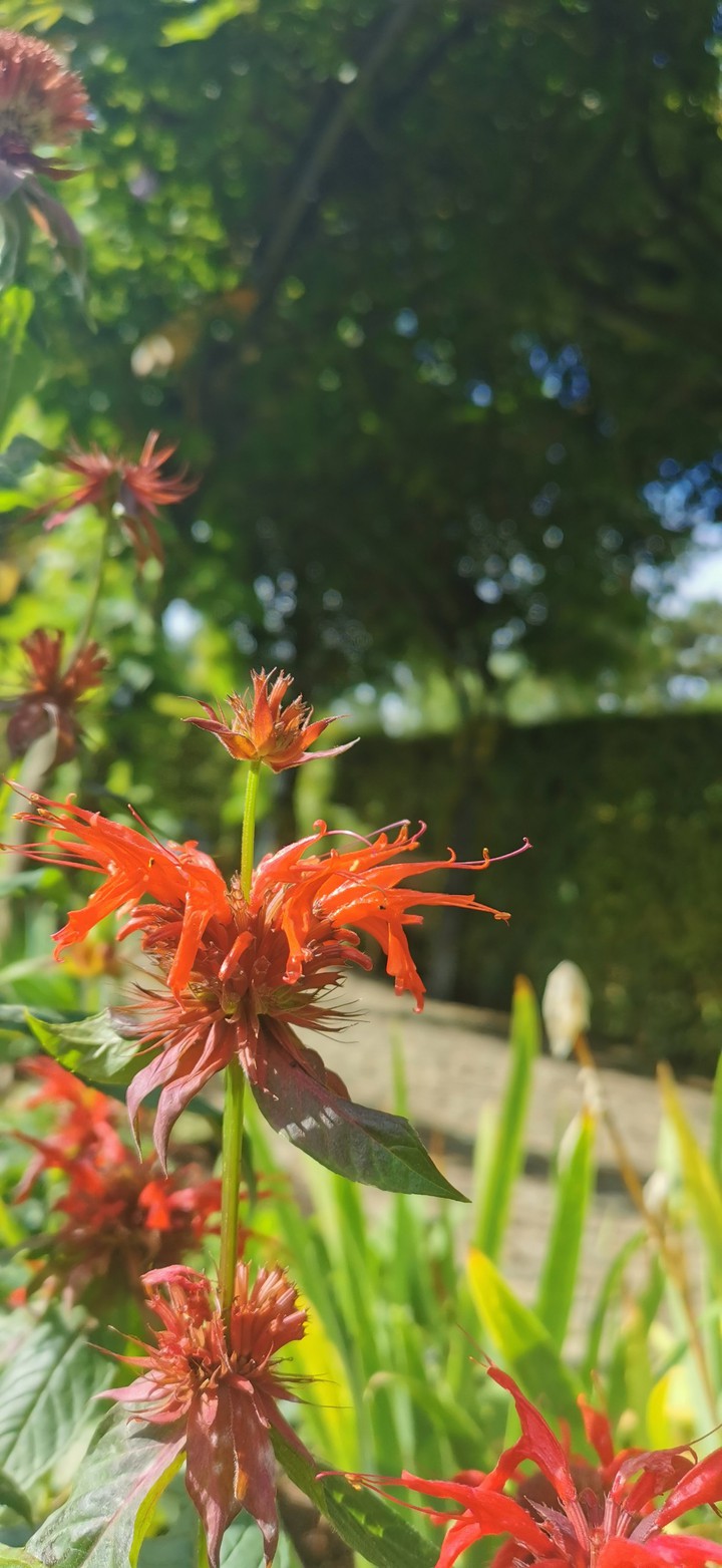 Flower