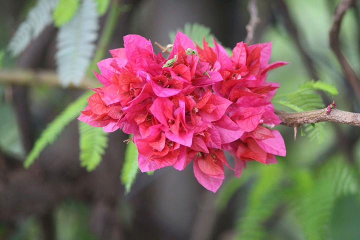 flowers