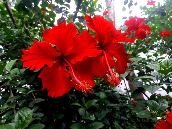 nice click
