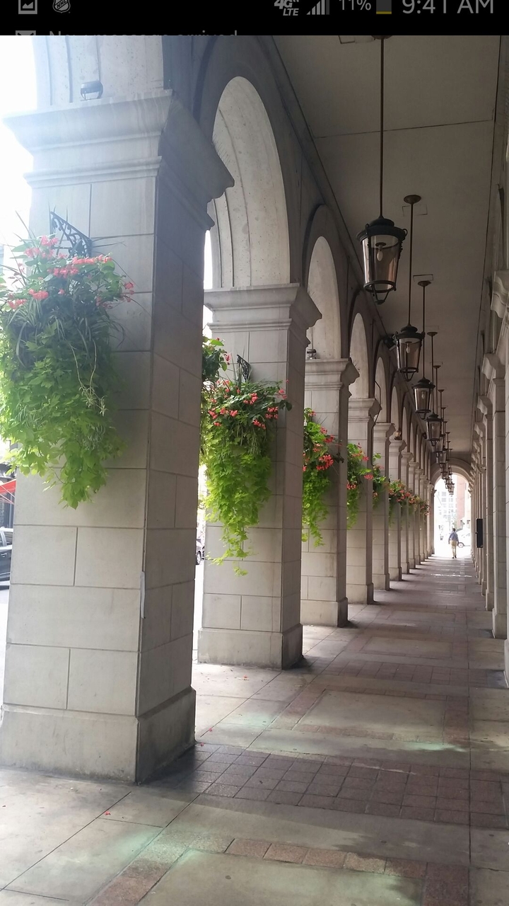Hanging flower baskets