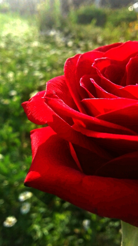 rose